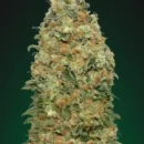 White Widow